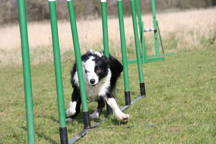 Suffolk Dog Training Agility c