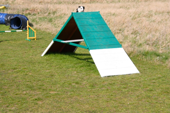 Suffolk Dog Training Agility d