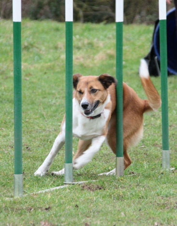 Suffolk Dog Training Agility g