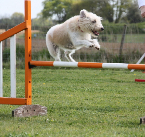 Suffolk Dog Training Agility h