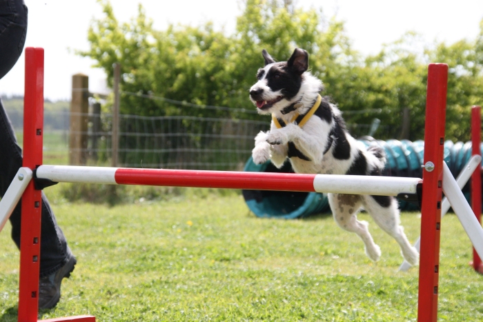 Suffolk Dog Training Agility m