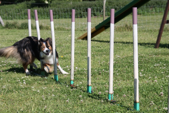 Suffolk Dog Training Agility n